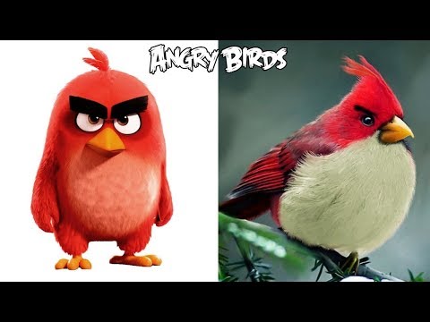 Angry Birds Characters In Real Life | All Characters |