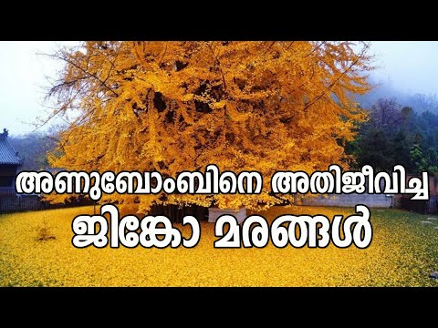 അണുബോംബിനെ അതിജീവിച്ച ജിങ്കോ മരങ്ങൾ  | Ginko Trees | METRO POST