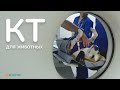 КТ для собак и кошек | Компьютерная томография для животных в ветеринарной клинике Ветдоктор