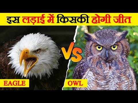 वीडियो: हॉक उल्लू: विवरण और फोटो