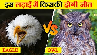 Eagle और owl की लड़ाई में किसकी होगी जीत? | Fight Between Eagle and Owl