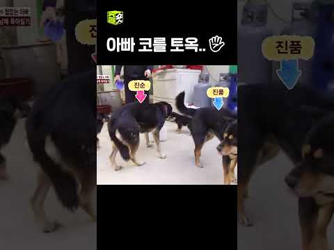 아빵.. 왜 그랭... #TV동물농장 #우와한비디오 #우와비 #shorts