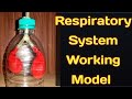 Working model of respiratory systemlungs model with balloonkansal creationschool science project