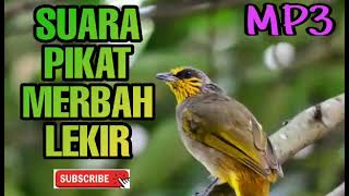 Suara Pikat Merbah Lekir Padu