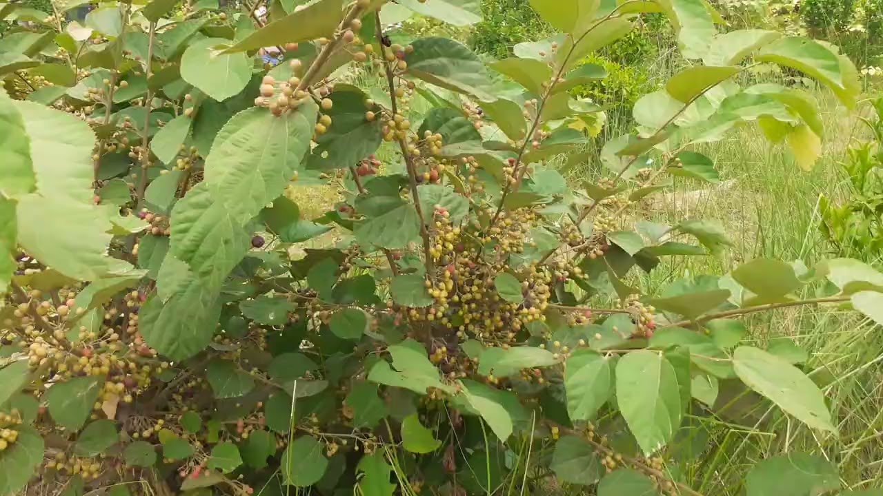 Falsa fruit farming || ਫ਼ਾਲਸਾ ਫ਼ਲ ਦੀ ਪੂਰੀ ਜਾਣਕਾਰੀ || कमाए लाखो रुपए इस फल की खेती से 
