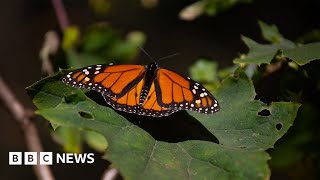 How the endangered monarch butterfly could be making a comeback in Mexico – BBC News