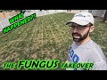 Why is my Lawn BROWN?! | The ROOT of my FUNGUS problem