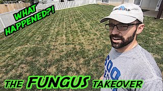 Why is my Lawn BROWN?! | The ROOT of my FUNGUS problem