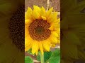 My Sunflowers🌻 #sunflowers #naturebeauty