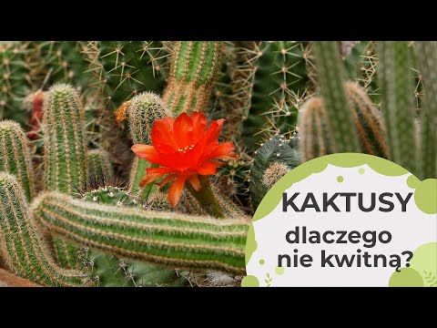 Wideo: Kwitnie kaktus – jaki to jest?