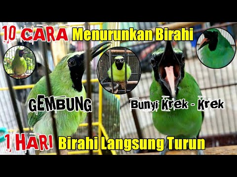 Video: Pembubaran bumbung: bagaimana dan bila hendak dilakukan