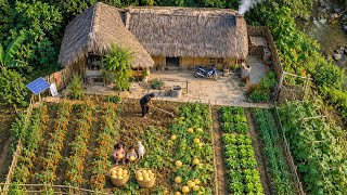 A father and his two children living in the forest – Harvesting melons & Gardening | Ly Tieu Ca