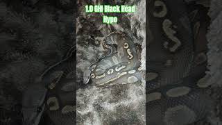 1.0 GHI Black Head Hypo #ghi #black #head #hypo #gotta #have #it #blackhead #cute #cutebaby #snake