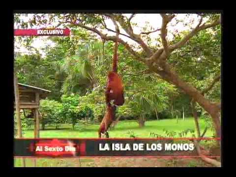 refugio texas La isla de los monos: un refugio de supervivencia en la amazonía