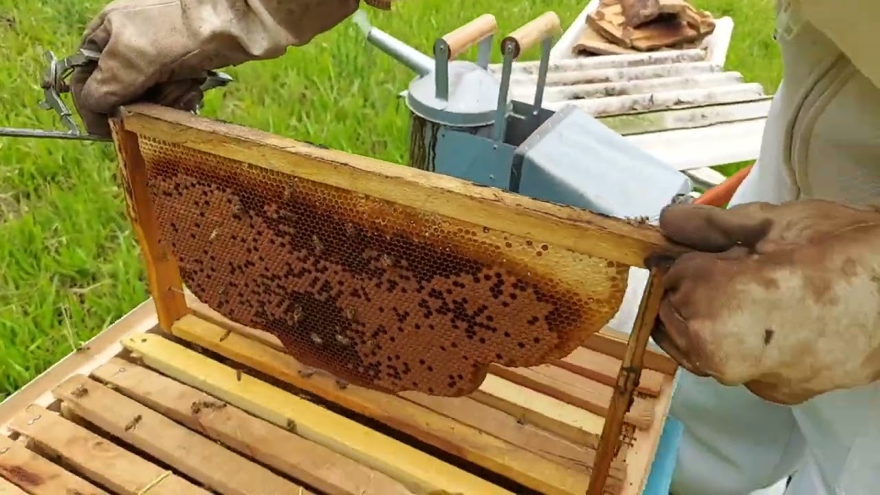 COMO FORTALECER UM ENXAME FRACO ??????