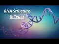 RNA Structure and Function Quiz