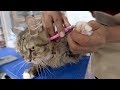 How To Become A Cat Groomer Manomi Cat Lover Tips How To Become A Cat Groomer Manomi Cat Lover Tips