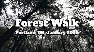 D-Tao: Forest Walk - Official Music Video