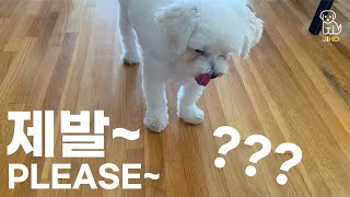 My Maltese Dog Won't Eat Out of His Bowl by Jihotube 143 views 3 years ago 2 minutes, 28 seconds