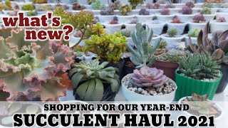Our year-ender Succulent Haul 2021 • Our newest Succulents | 다육식물 | 多肉植物 | Suculentas