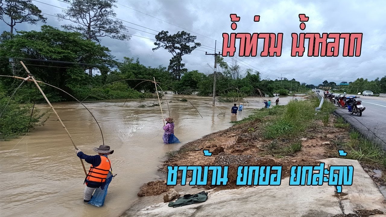 น้ำท่วม น้ำหลาก ชาวบ้าน ยกสะดุ้ง ยกยอ จับปลาเต็มข้างถนน HD