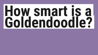 How smart is a Goldendoodle?