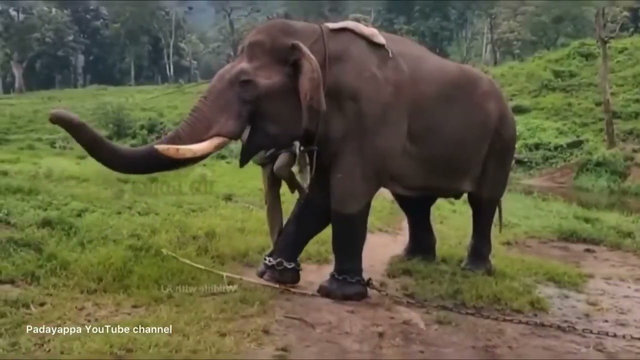 Arisi komban Elephant Documentary 👍