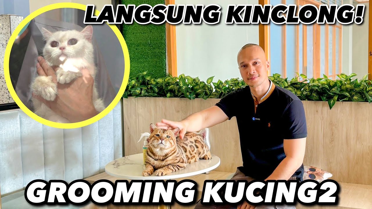 DAILY VLOG KUCING, DARI KUCEL JADI KINCLONG! 😍