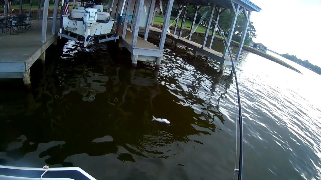 Flipping Livers Under Boat Houses for Catfish on Lake Palestine YouTube
