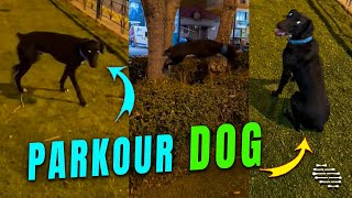 Dog Pulls a Parkour Bounce Move off a Tree