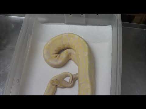 2015 Proven Breeder Male Lavender Albino Ball Python