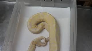 Information 2015 Proven Breeder Male Lavender Albino Ball Python Update