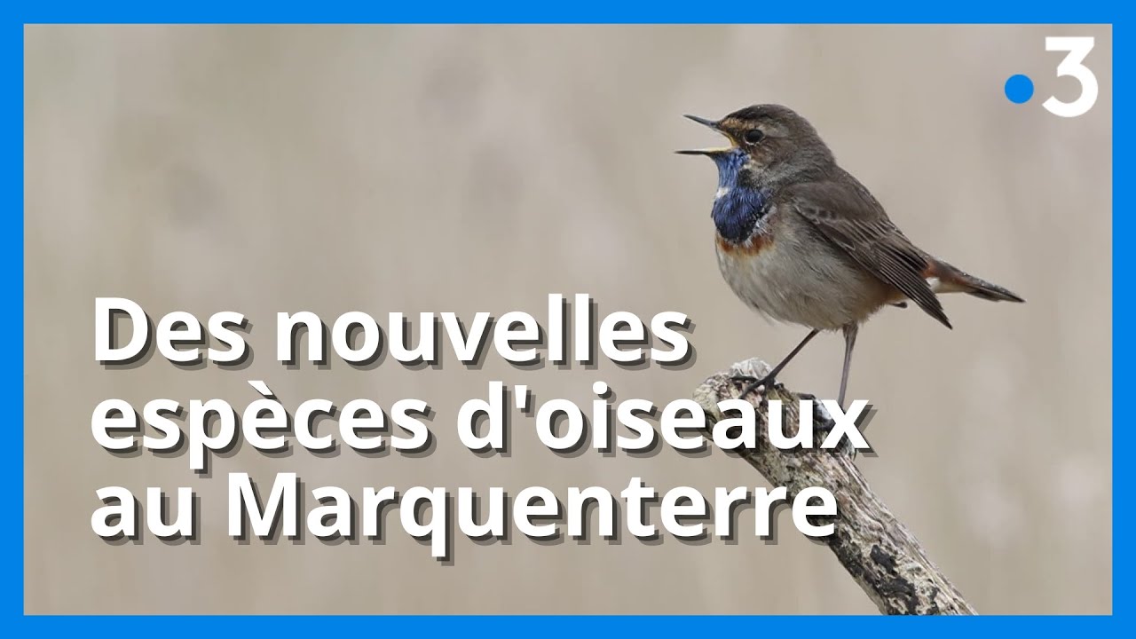 Parc du Marquenterre : des espèces d'oiseaux non présentes il y a 50 ans