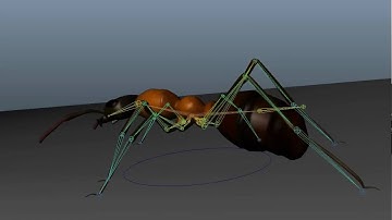 ant 3d walkcycle playblast