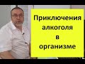 Что происходит с алкоголем в организме.