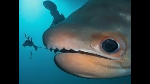 Exploring the Wonders of Underwater Life: A Dive into the Ocean