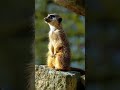 You Won't Believe How Smart This Wildlife Animal Is! 🧠🌲