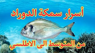 أسرار سمكة الدوراد، امون،زريقة وتقنيات صيدها pêche dorade royale