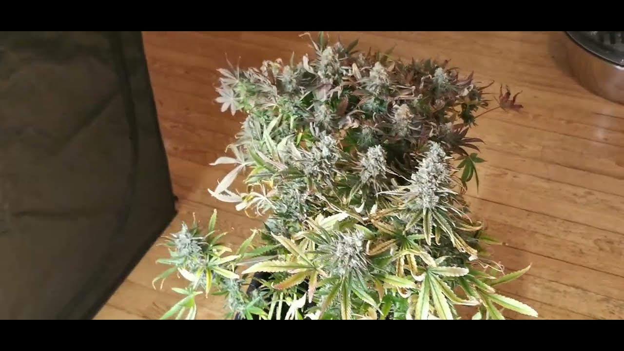 JOUR J c'est la récolte des LED 600W culture indoor cannabis