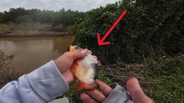 Câu cá nước chảy, câu cá chim trắng khi nước rút nhanh