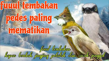 Tembakan keras mematikan 🔥🔥 kapas tembak jingjing petulak dan cucak jenggot