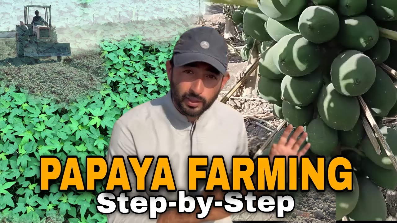 How to Grow Papaya? Complete Method from A to Z