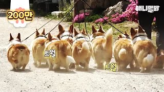 걷기만했을 뿐인데 단체 코월킹 ㅣ Dat Twerking Welsh Corgi Dogs' Butt Tho