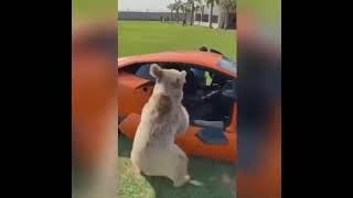 Bear and Lamborghini