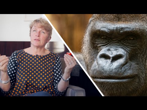 Interview : comment sauver les primates de l’extinction ?