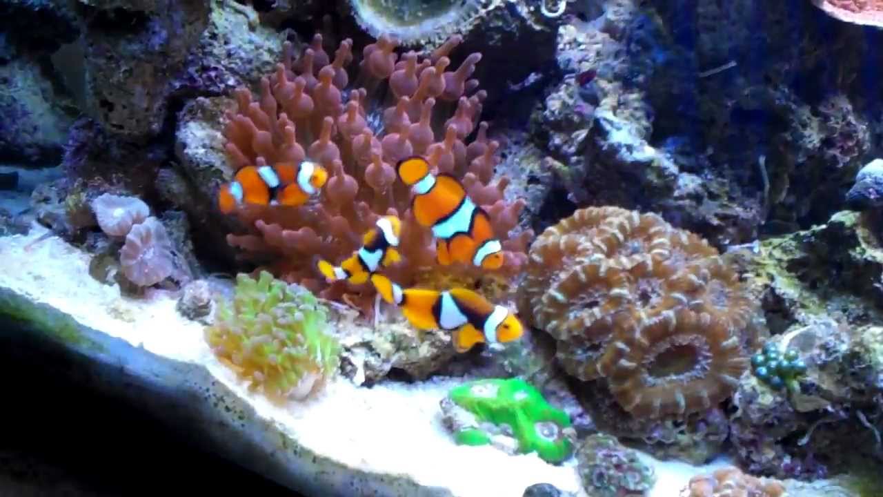20 Gallon Long Reef Clown Fish - YouTube.