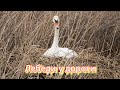 Лебеди у дороги 12 мая 2024 г