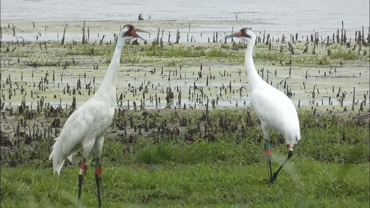 Whooping Crane Call Whooping Crane Call