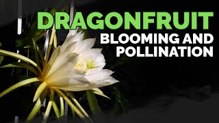 How to Grow Dragonfruit Part 4: Blooming & Pollination