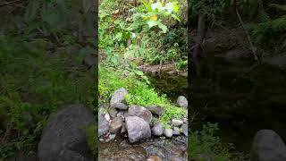 Virgin forest in real quezon